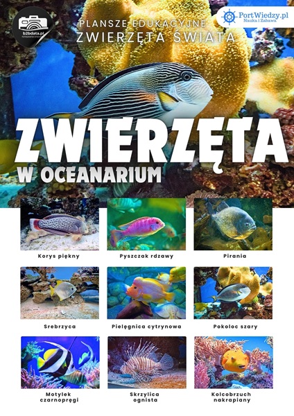 Zwierzęta w oceanarium – Plansza edukacyjna