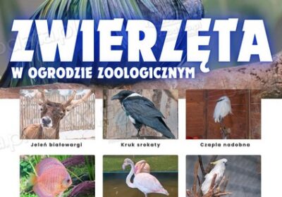 Zwierzeta w ZOO &ndash; Plansza edukacyjna cz.3 400x280 - Og&oacute;lnopolski serwis ogłoszeniowy