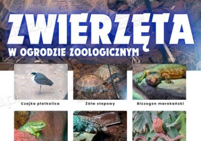 Zwierzeta-w-ZOO-–-Plansza-edukacyjna-cz.5
